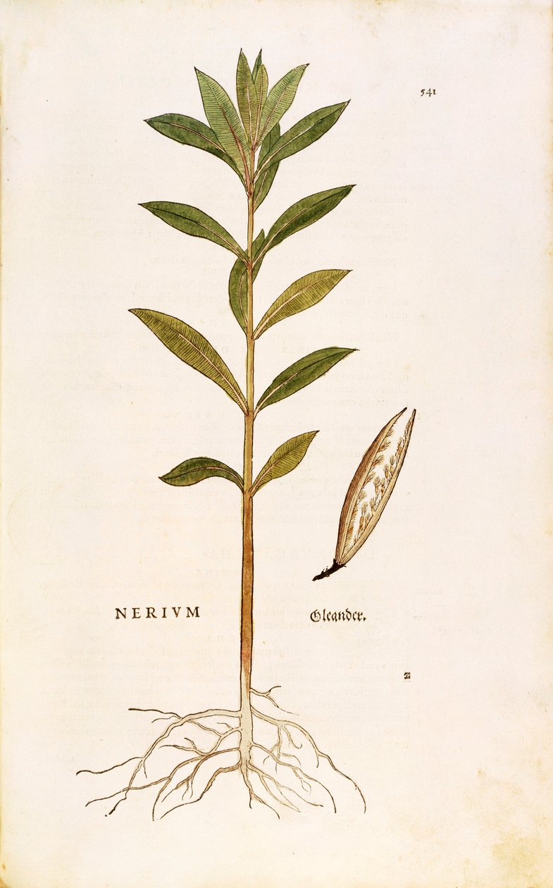 Oleander (Nerium oleander) von Leonhart Fuchs aus De historia stirpium commentarii insignes (Bemerkenswerte Kommentare zur Geschichte der Pflanzen), kolorierte Gravur von Leonhard Fuchs
