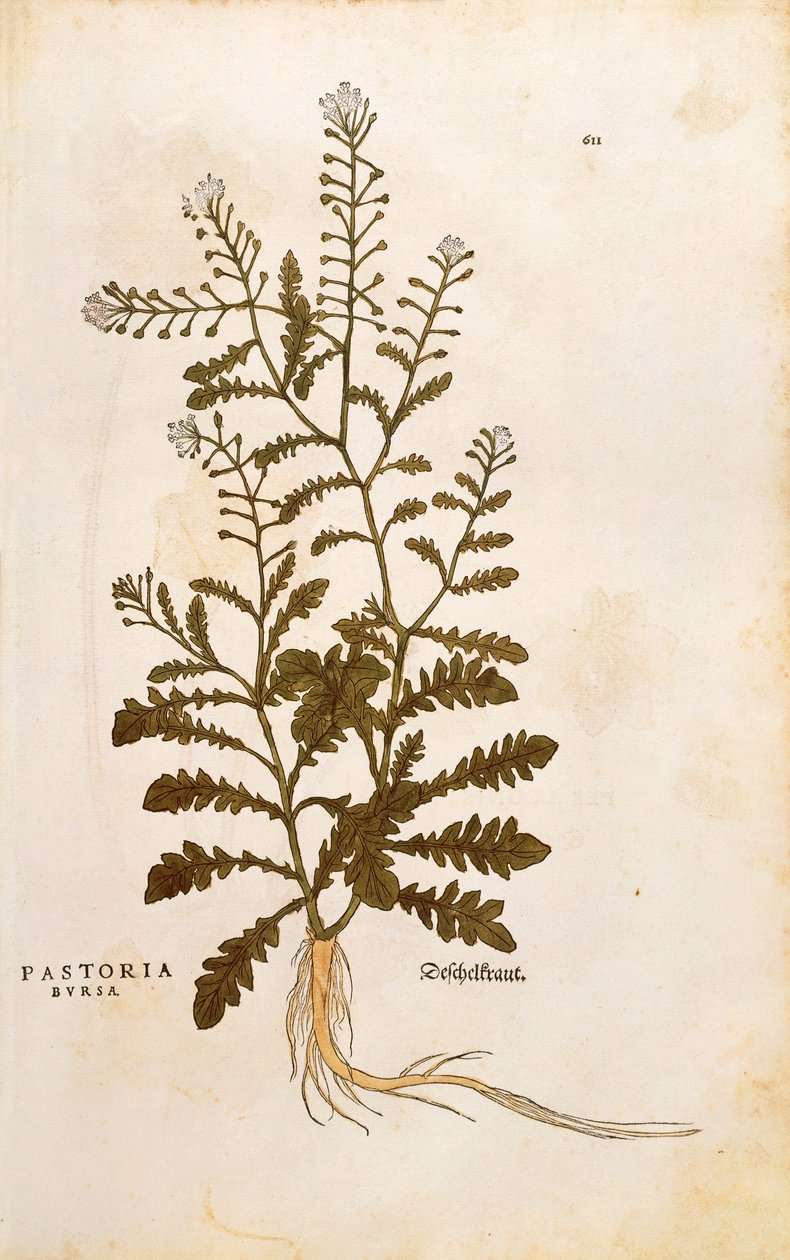 Hirtentäschel - Capsella bursa-pastoris (Pastoria bursa) von Leonhart Fuchs aus De historia stirpium commentarii insignes (Bemerkenswerte Kommentare zur Geschichte der Pflanzen), kolorierter Stich von Leonhard Fuchs