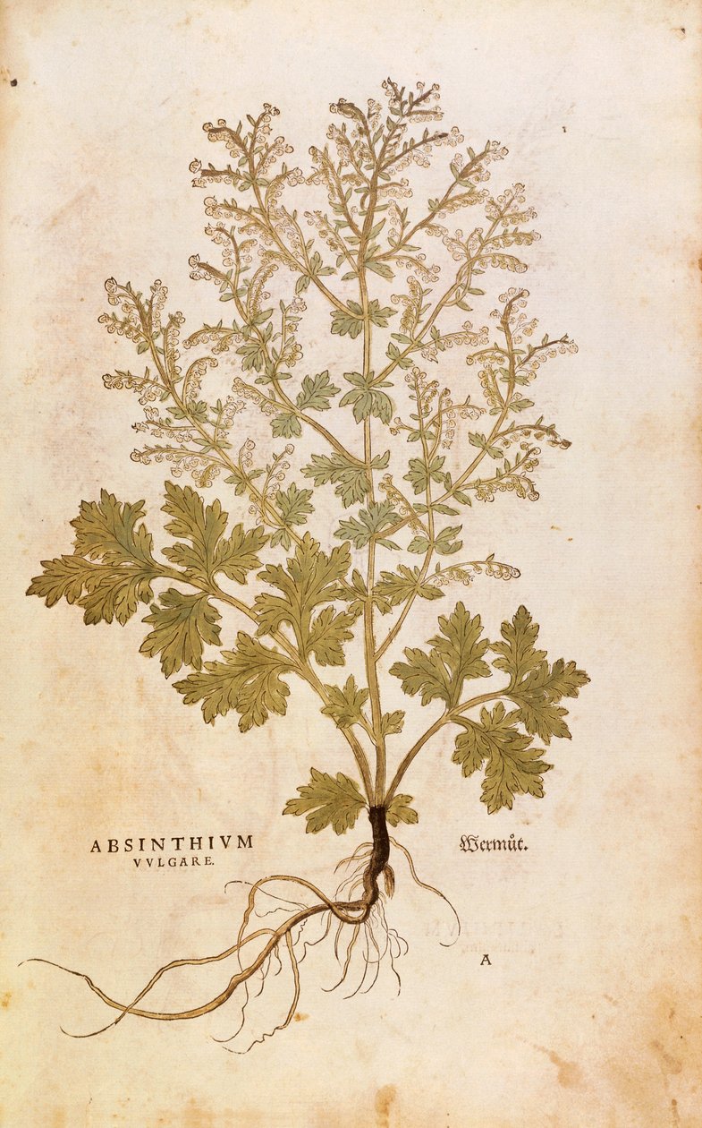 Wermut - Artemisia absinthium von Leonhart Fuchs aus De historia stirpium commentarii insignes, kolorierte Gravur von Leonhard Fuchs