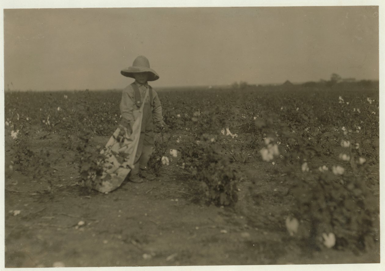 Der 5-jährige Willie Hesse pflückt 15 Pfund Baumwolle pro Tag auf der 80 Hektar großen Farm seiner Eltern in der Nähe von West, Texas, 1913 von Lewis Wickes Hine