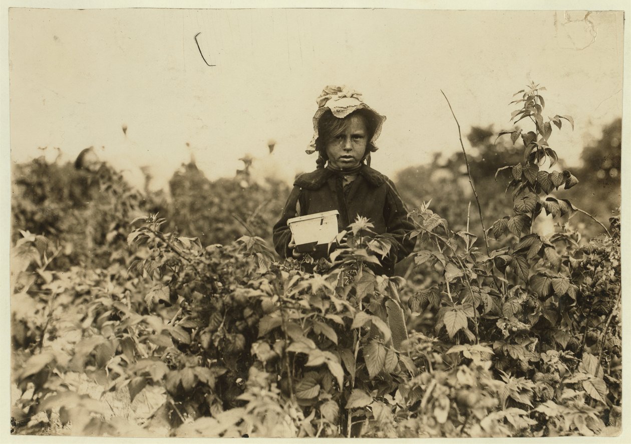 Annie Bissie pflückt Beeren auf den Feldern bei Baltimore, Maryland, 1909 von Lewis Wickes Hine
