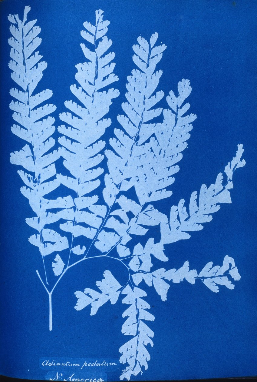 Cyanotypie eines nordamerikanischen Farns, Adiantum pedatum von Unbekannt Unbekannt