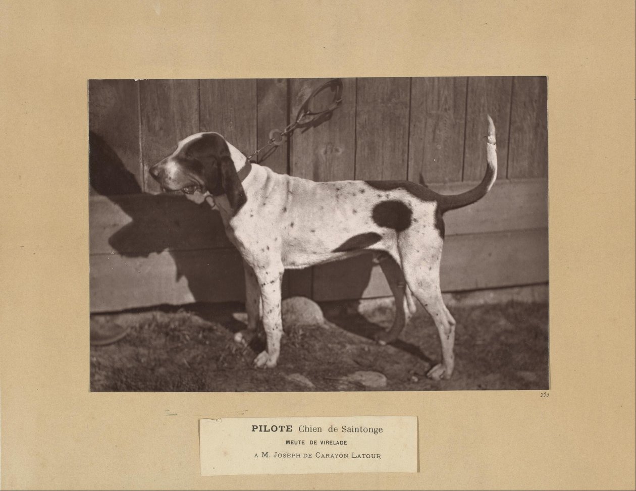 Pilote, Hund von Saintonge, Meute von Virelade, A.M. Joseph de Carayon Latour von Leon Cremiere