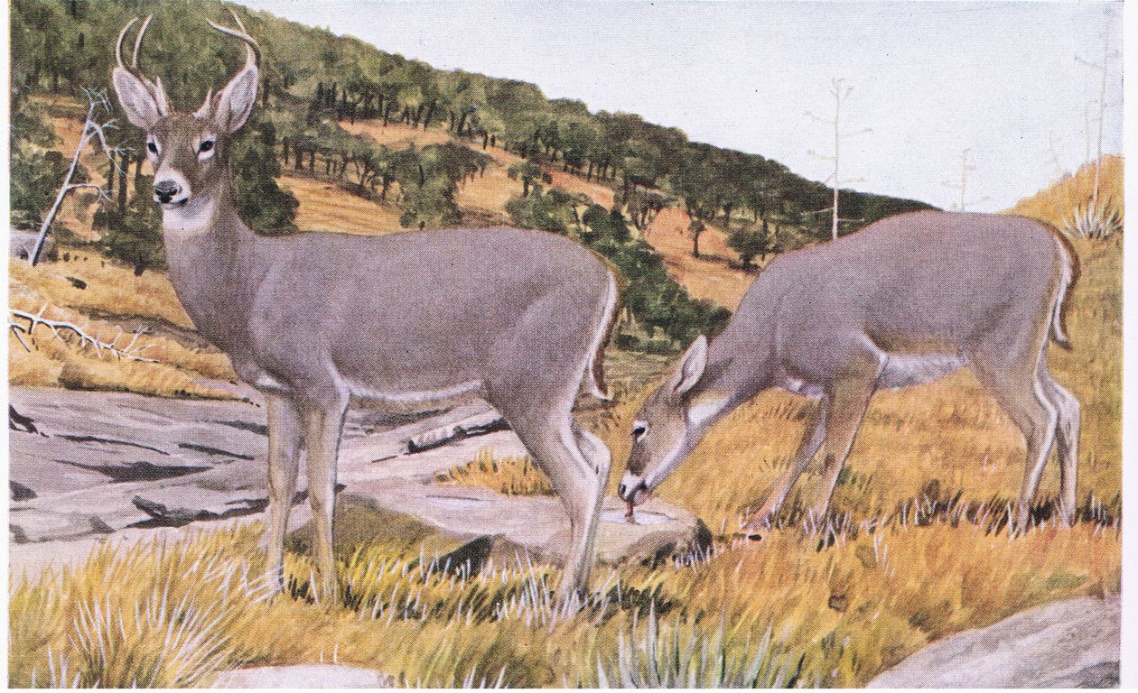 Arizona-Weißwedelhirsch, klein und schwer fassbar mit einem rostbraunen Fell im Sommer von Louis Agassiz Fuertes
