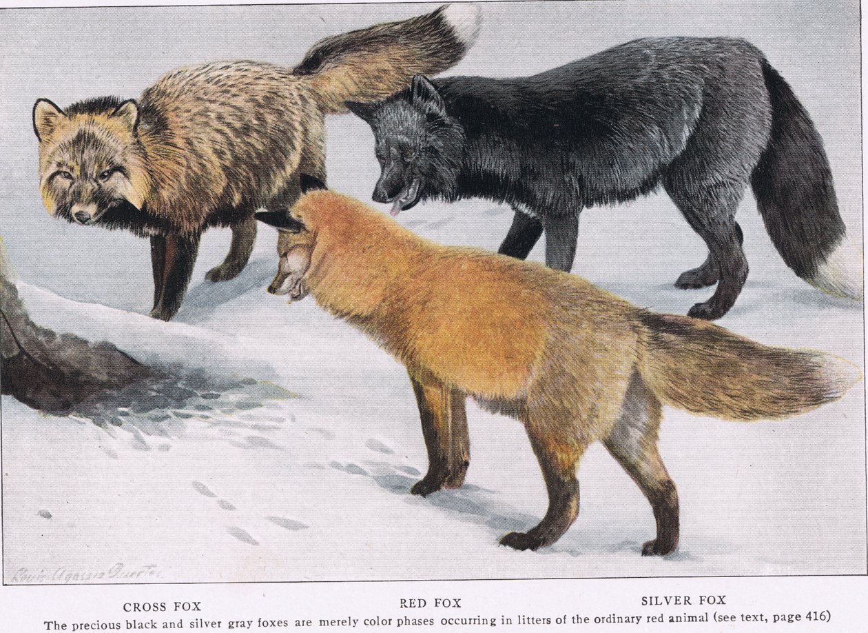 Kreuzroter und Silberfuchs von Louis Agassiz Fuertes