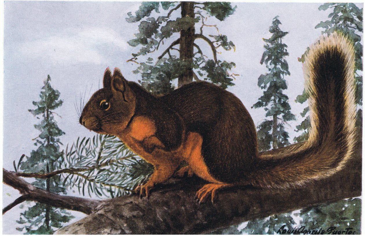 Douglas-Eichhörnchen lebt zwischen hoch aufragenden immergrünen Bäumen von Louis Agassiz Fuertes