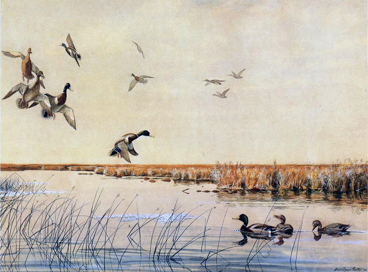 Enten landen, 1919 von Louis Agassiz Fuertes