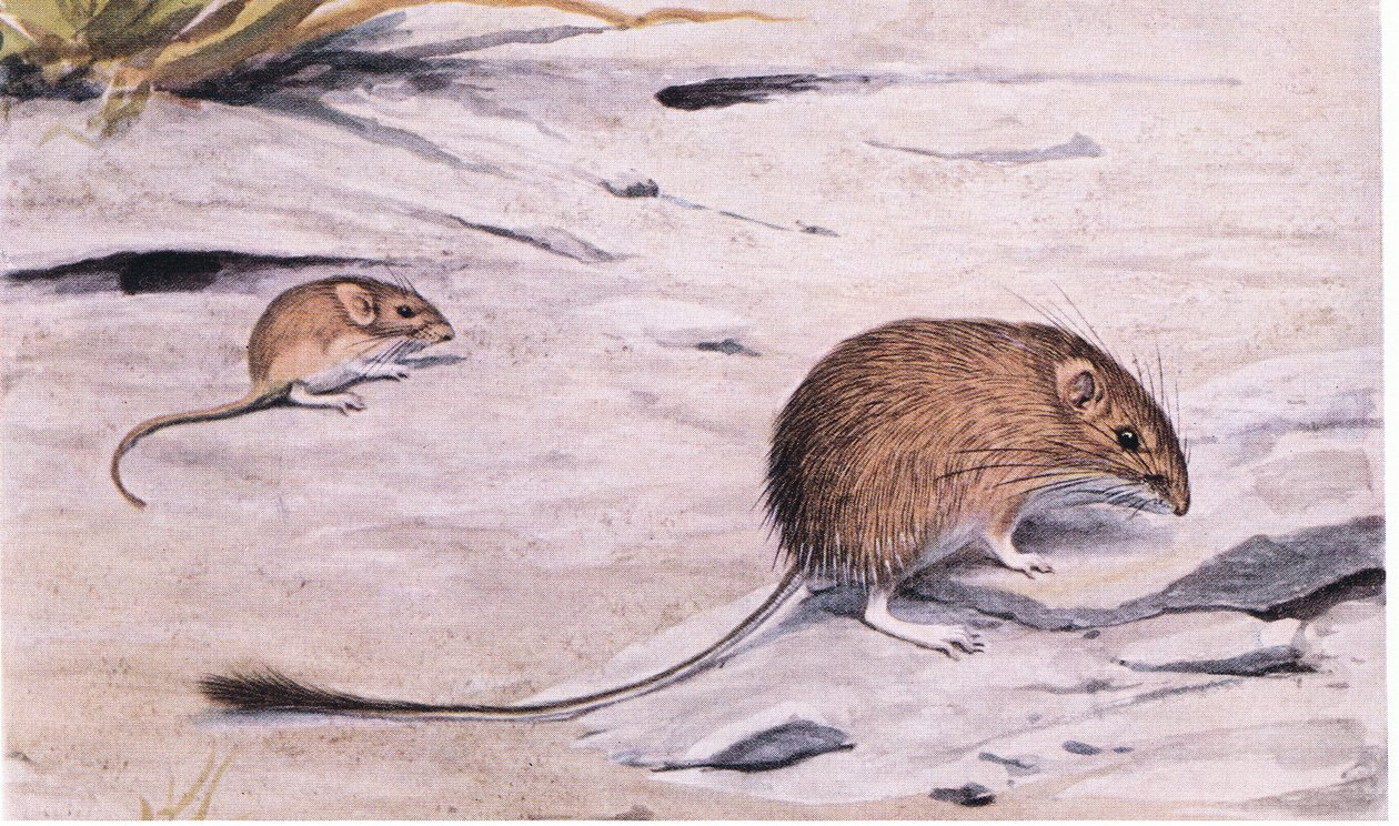 Seiden-Taschenmaus sucht nach Samen von Louis Agassiz Fuertes