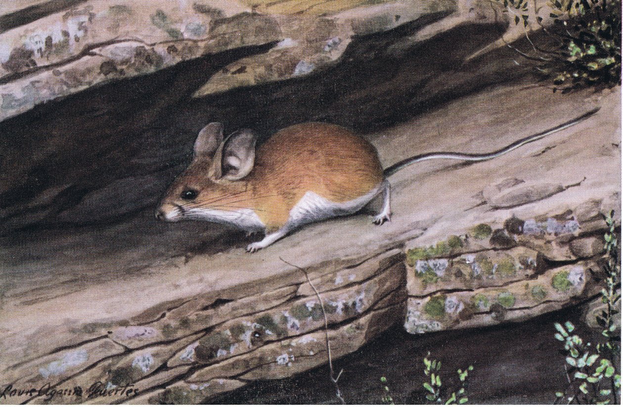 Großohrige Pinion-Maus repräsentiert den Weißfuß-Clan in den zerklüfteten Canyons des Südwestens von Louis Agassiz Fuertes