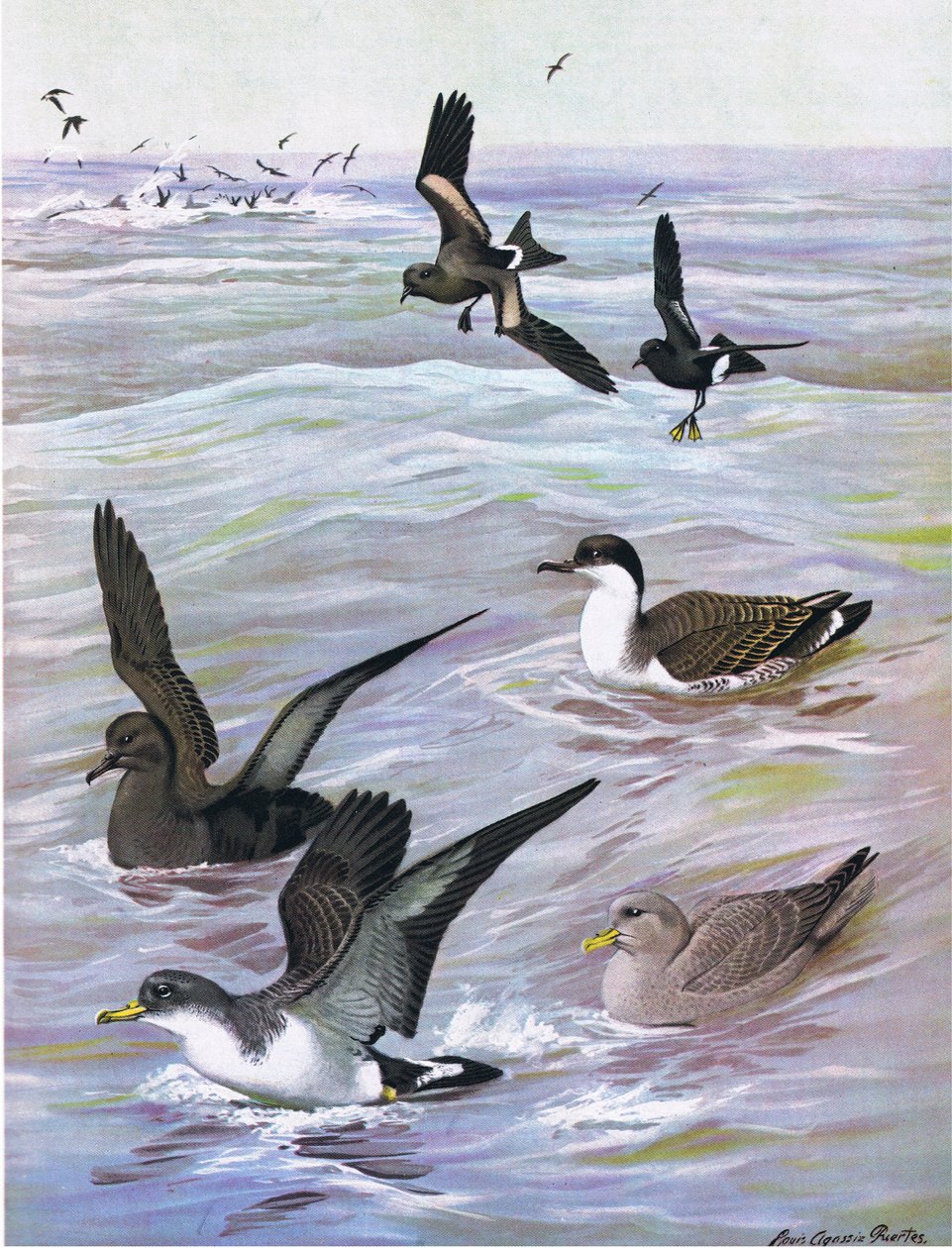 Illustration aus Die Naturgeschichte der amerikanischen Vögel von Ost- und Zentral-Nordamerika, veröffentlicht von Bramhall House, ca. 1970 von Louis Agassiz Fuertes