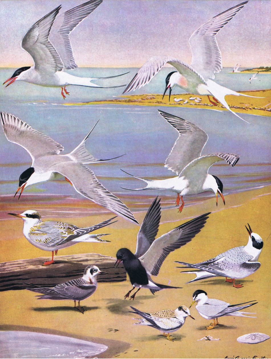 Illustration aus Die Naturgeschichte der amerikanischen Vögel von Ost- und Zentral-Nordamerika, veröffentlicht von Bramhall House, ca. 1970 von Louis Agassiz Fuertes