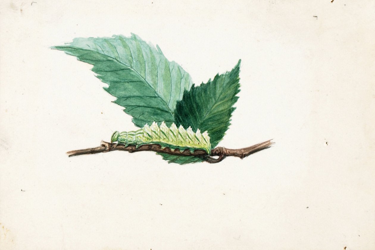 Gezackter Blattrand-Raupe, Studie für das Buch Tarnfärbung im Tierreich von Louis Agassiz Fuertes
