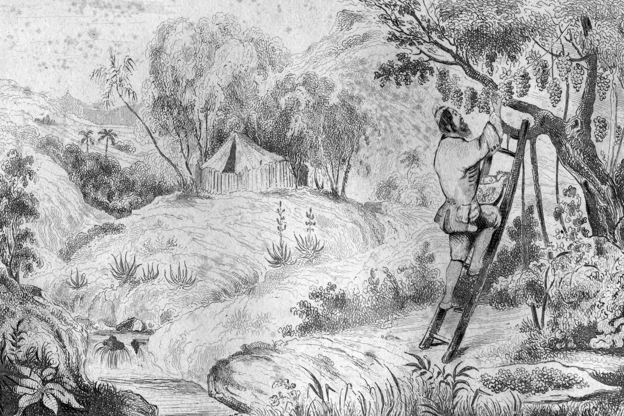 Ich hatte mehr als zweihundert Trauben... Gravur nach einer Zeichnung von M. de Sainson für das Buch von Daniel Defoe "Robinson Crusoe", französische Ausgabe von 1837 von Louis Auguste de Sainson