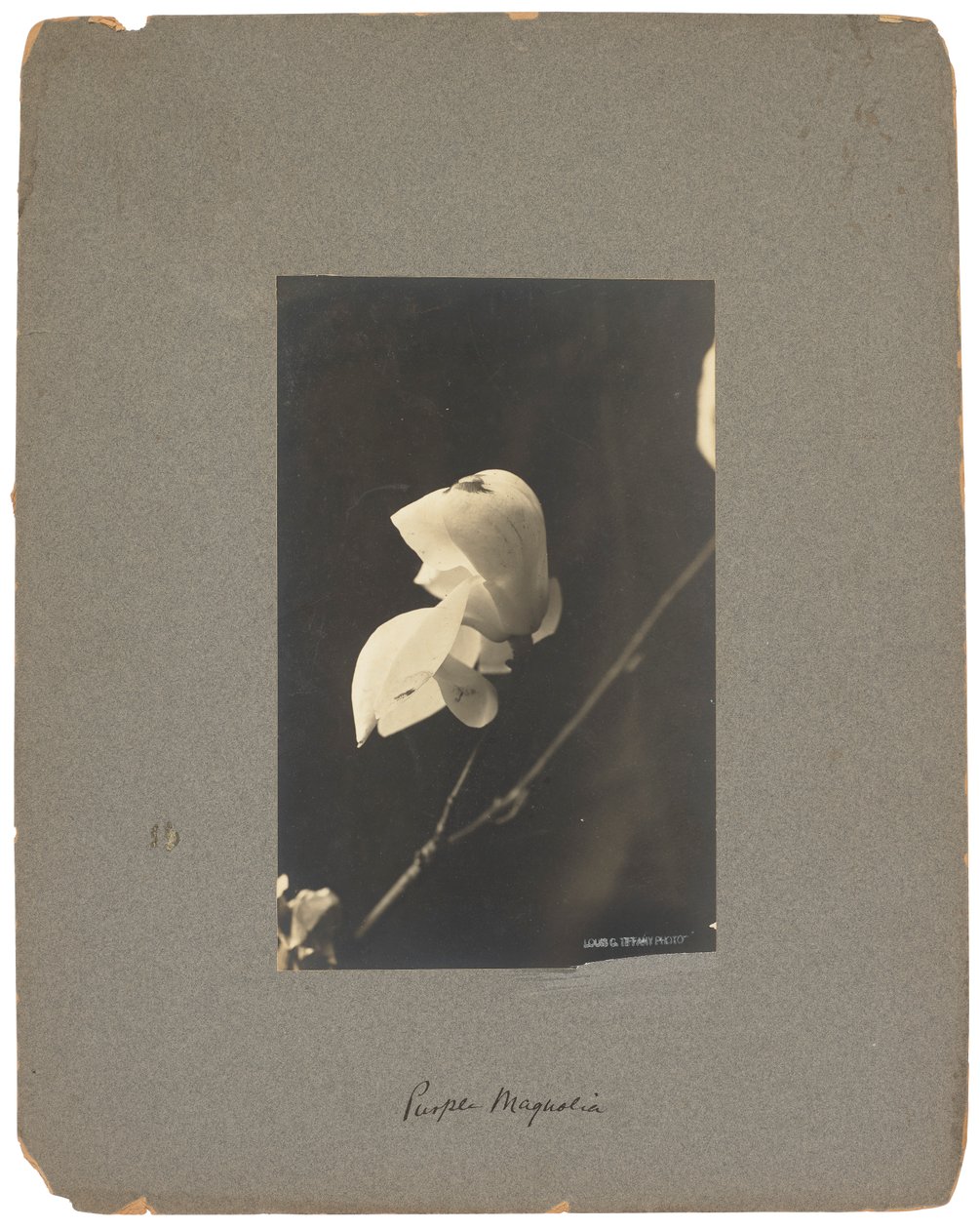 Tiffany Studios, ca. 1898-1920 von Louis Comfort Tiffany