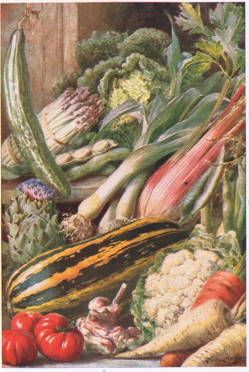 Garten Gemüse, Illustration aus 