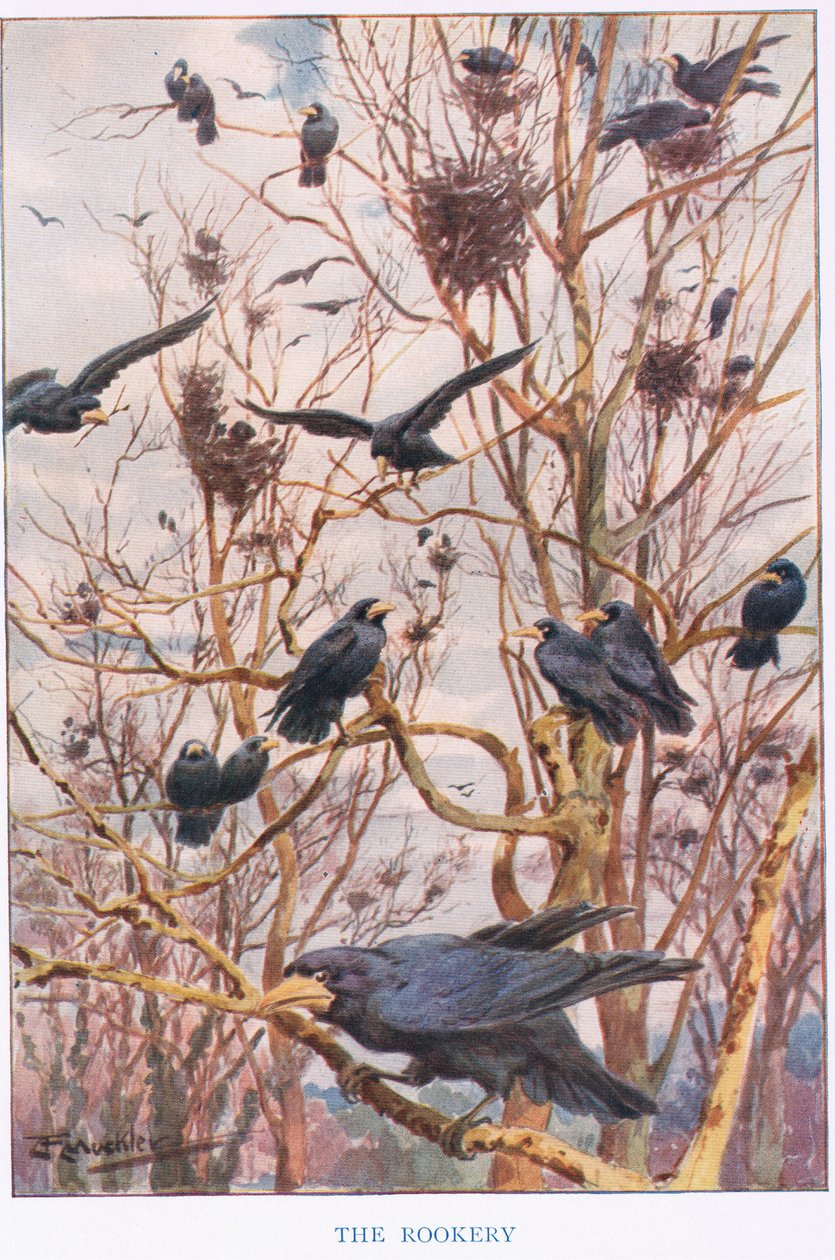 Der Rookery, Illustration aus 