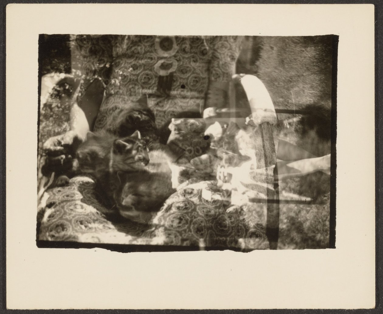 Katzen und Spiegelungen von Louis Fleckenstein