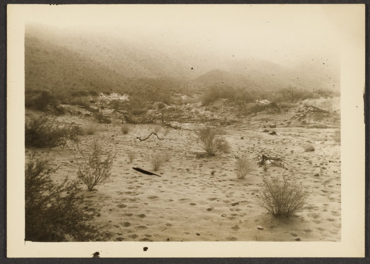 [Coyote Canyon] von Louis Fleckenstein