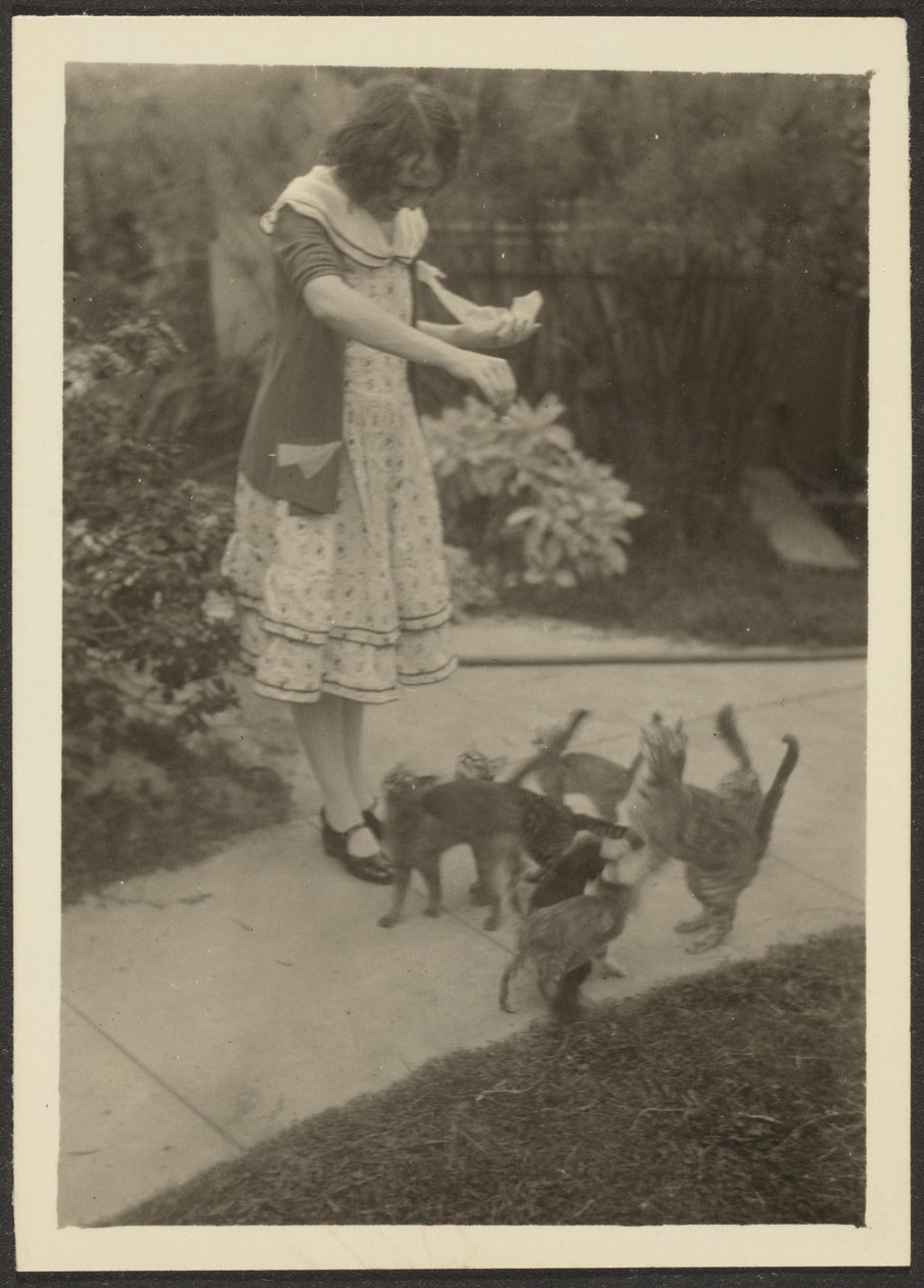 Florenz und Katzen von Louis Fleckenstein