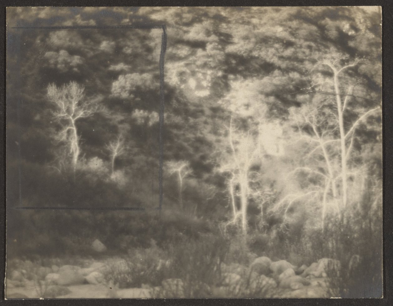 [Landschaft mit hellen Bäumen] von Louis Fleckenstein