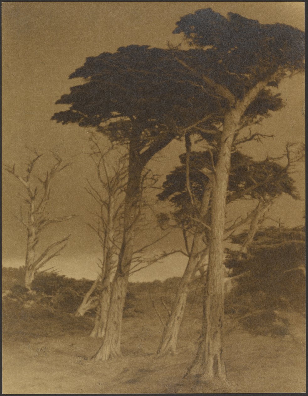 Landschaft mit Bäumen von Louis Fleckenstein
