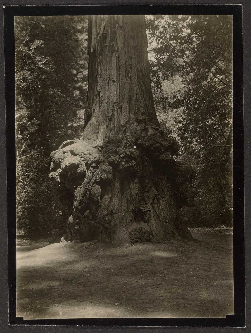 [Mammutbaum, Big Basin] von Louis Fleckenstein