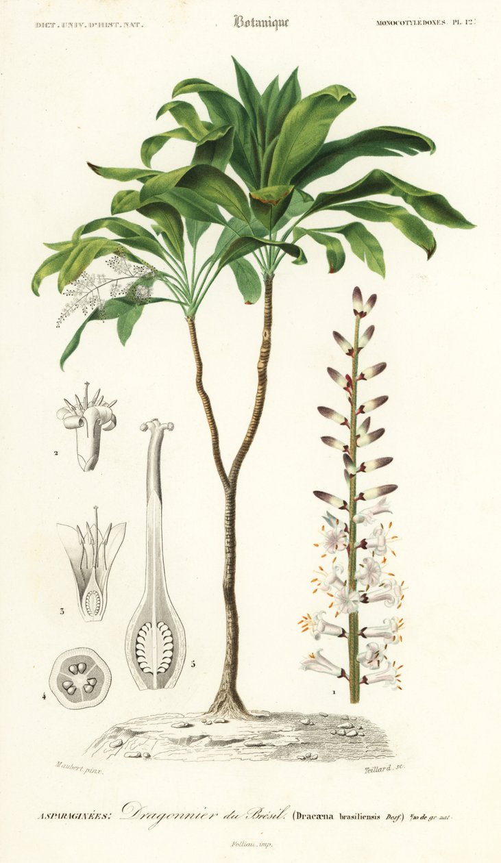 Palmlilie, Cordyline fruticosa (Gravur) von Louis Joseph Edouard Maubert