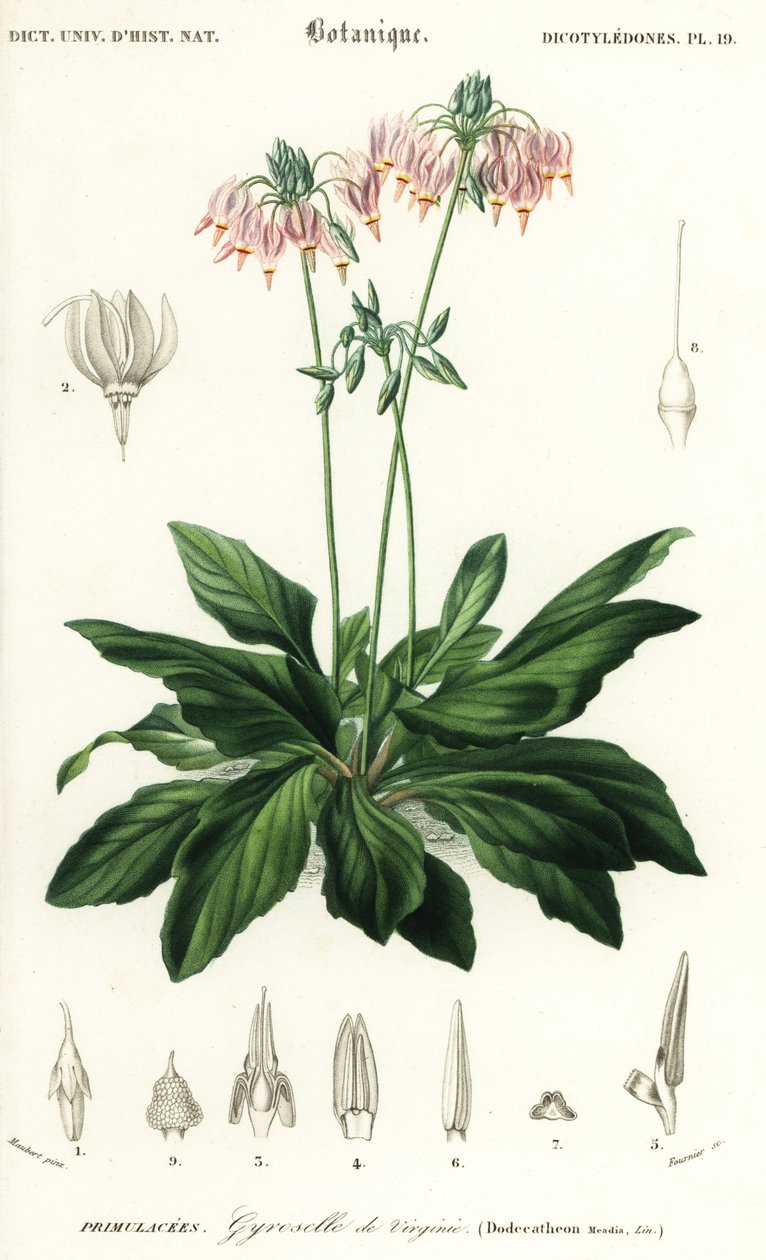 Sternschnuppe oder östliche Sternschnuppe, Dodecatheon meadia von Louis Joseph Edouard Maubert