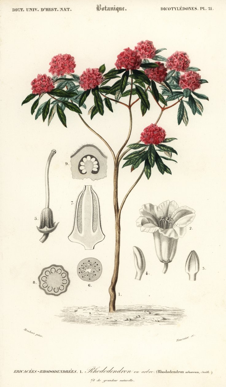 Baum-Rhododendron, Rhododendron arboreum von Louis Joseph Edouard Maubert