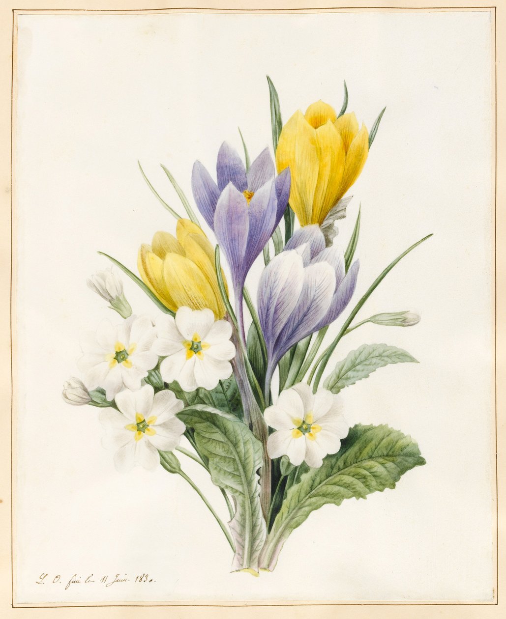 Weiße Primeln und frühe Hybride Krokusse, 1830 von Louise DOrleans