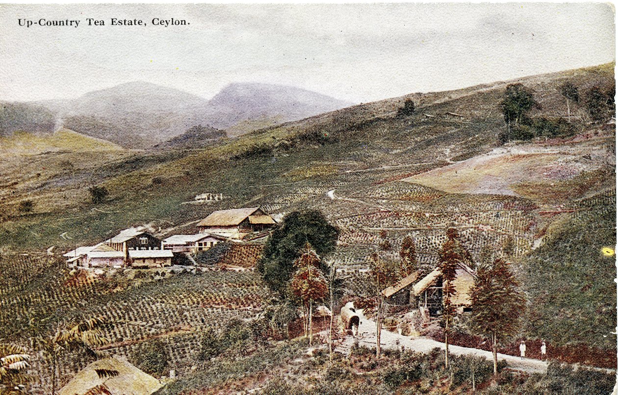 Teeplantage im Hochland, Ceylon, ca. 1900-20 (handkolorierte Fotografie) von Ltd. Ceylon Plâté