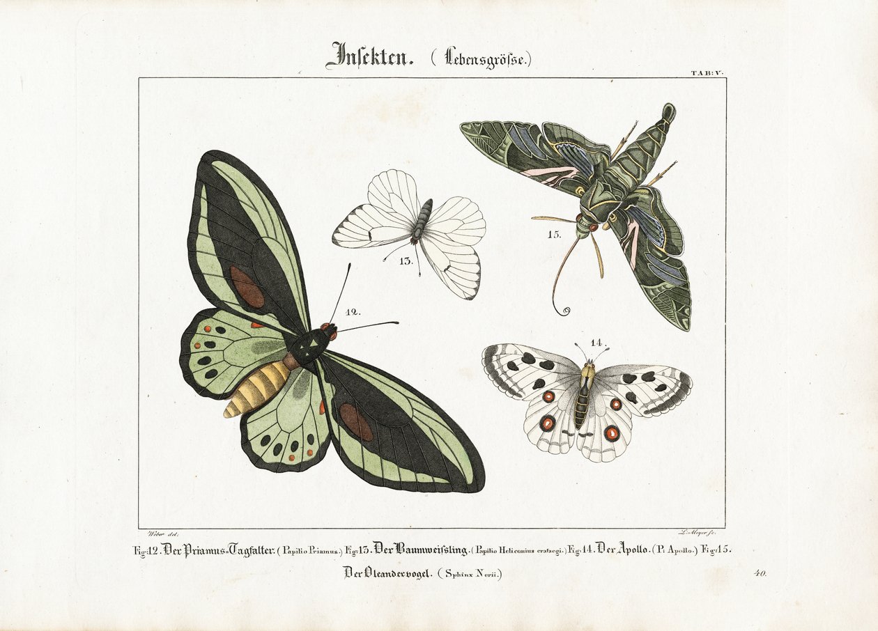 Schmetterlinge und der Oleander-Falke von Ludwig Meyer