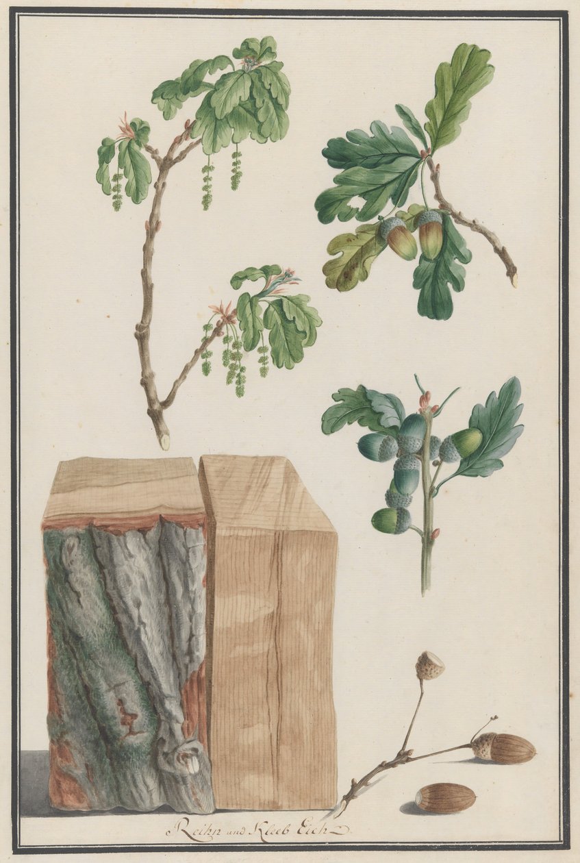 Studien der Blüten, Früchte und des Stammes einer Englischen Eiche Quercus robur, 1788 von Ludwig Pfleger
