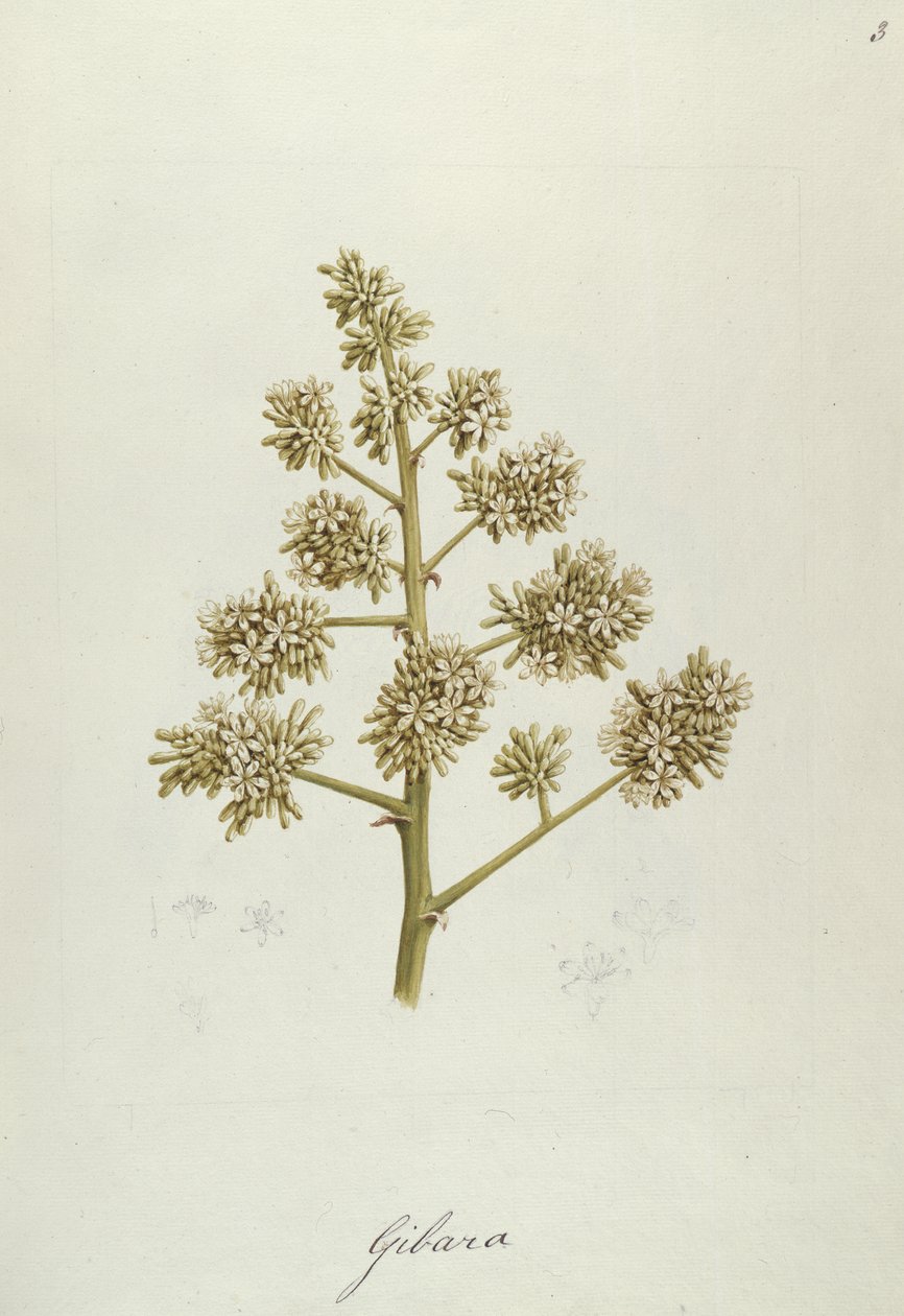 Gibara, Illustration aus Einundvierzig botanische Zeichnungen mit Notizen von Luigi Balugani