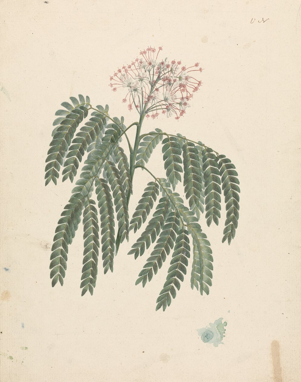 Albizia gummifera (J.F.Gmel.) C.A. Sm. (Gummi-Albizia-Baum): fertige Zeichnung mit geringfügigen Variationen im Blütenkopf von Luigi Balugani