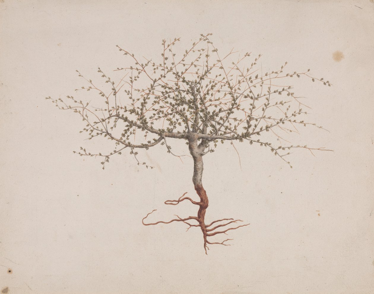 Commiphora gileadensis (L.) C. Chr. (Balsam von Gilead, Opobalsam): fertige Zeichnung der Baumgewohnheit (mit Wurzeln) von Luigi Balugani