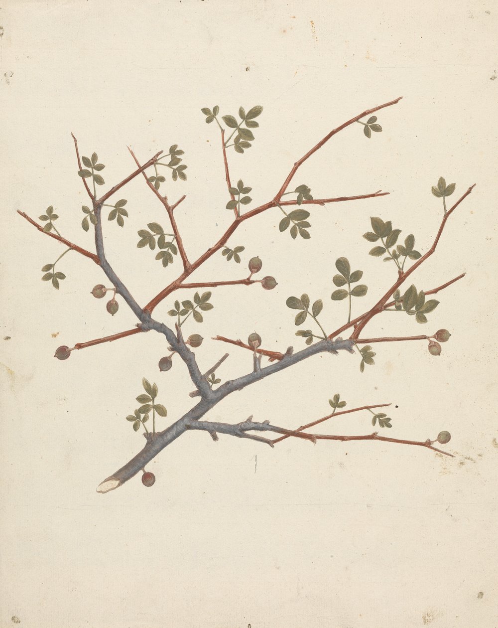 Commiphora gileadensis (L.) C. Chr. (Balsam von Gilead, Opobalsam): fertige Zeichnung eines fruchtenden Zweigs von Luigi Balugani