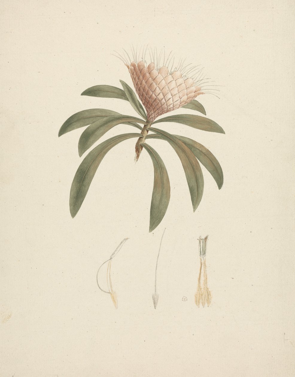 Protea gaguedi J.F. Gmel. (Protea): fertige Zeichnung mit floralen Details von Luigi Balugani