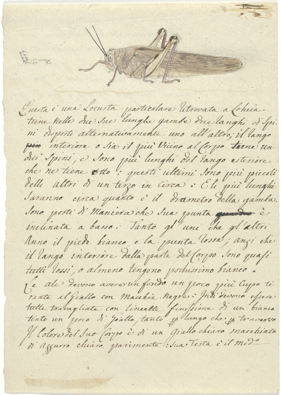 Studie einer Heuschrecke, aus Verschiedene Skizzen in Umschlag von Luigi Balugani