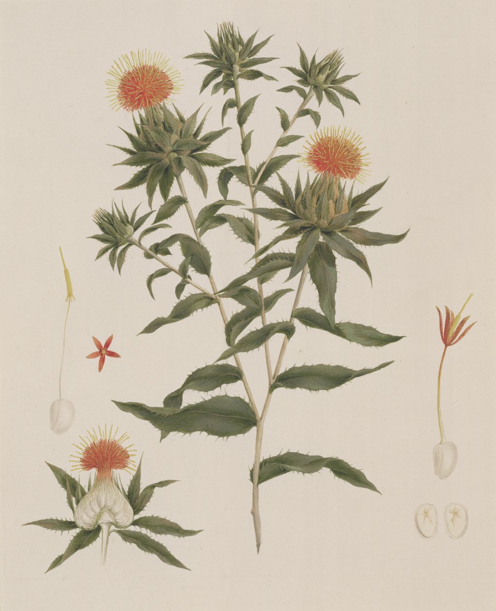 Sussa (Blätter, Blumen und Details), ehemals James Bruce zugeschrieben von Luigi Balugani