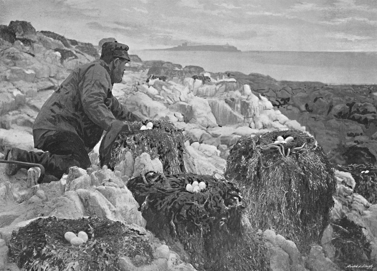 Kormorannester, Farne-Inseln, ca. 1896 von M. Aunty