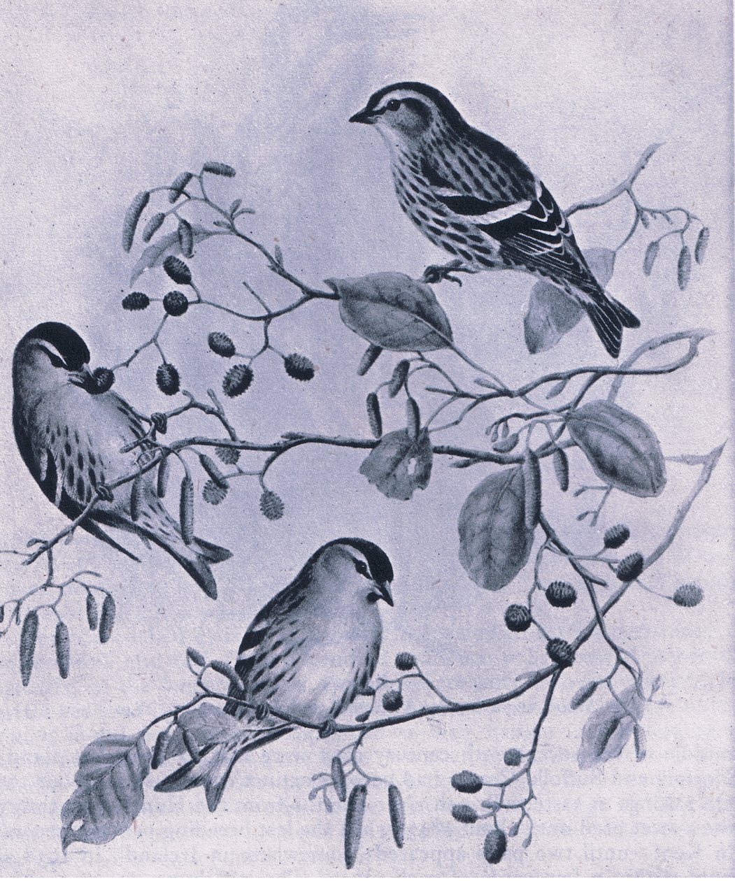 Erlenzeisige, Natur in Großbritannien veröffentlicht von Collins, 1946 von M. Hart
