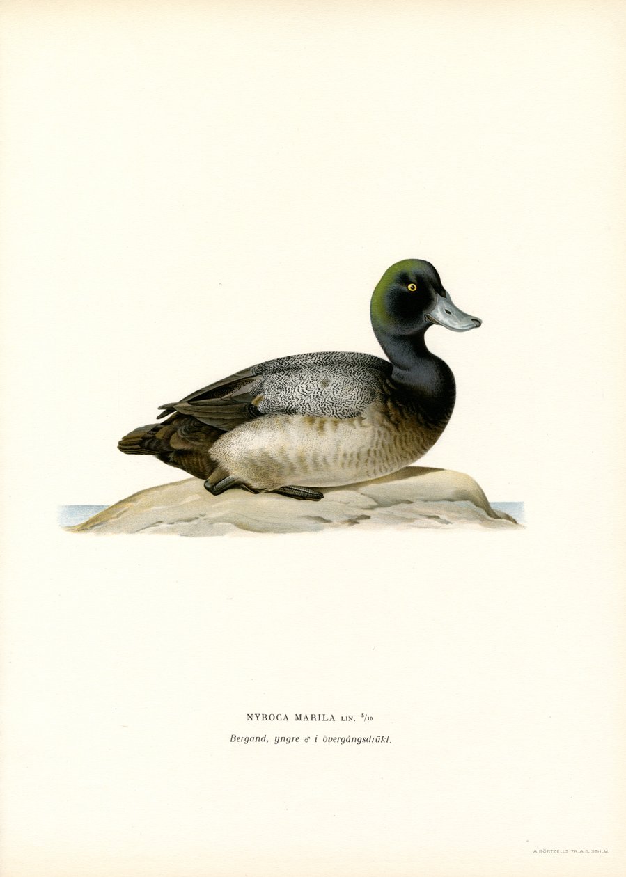 Bergente von Magnus Ferdinand and Wilhelm von Wright