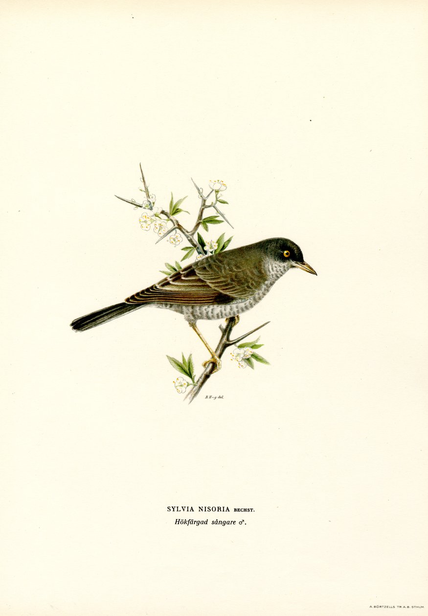 Sperbergrasmücke von Magnus Ferdinand and Wilhelm von Wright