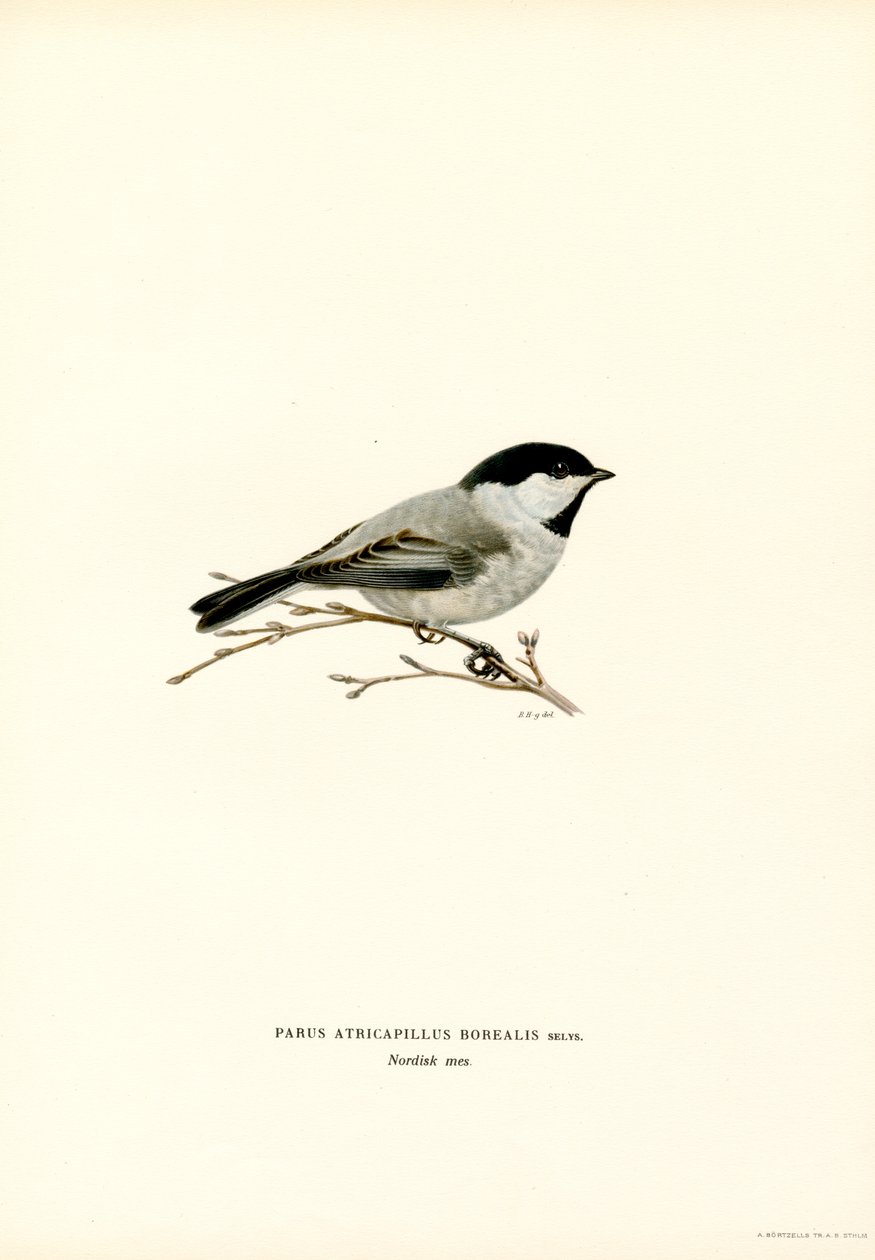 Schwarzmeise (Farblithographie) von Magnus Ferdinand and Wilhelm von Wright
