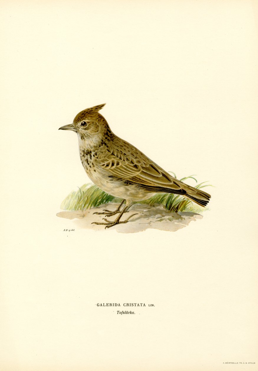 Haubenlerche von Magnus Ferdinand and Wilhelm von Wright