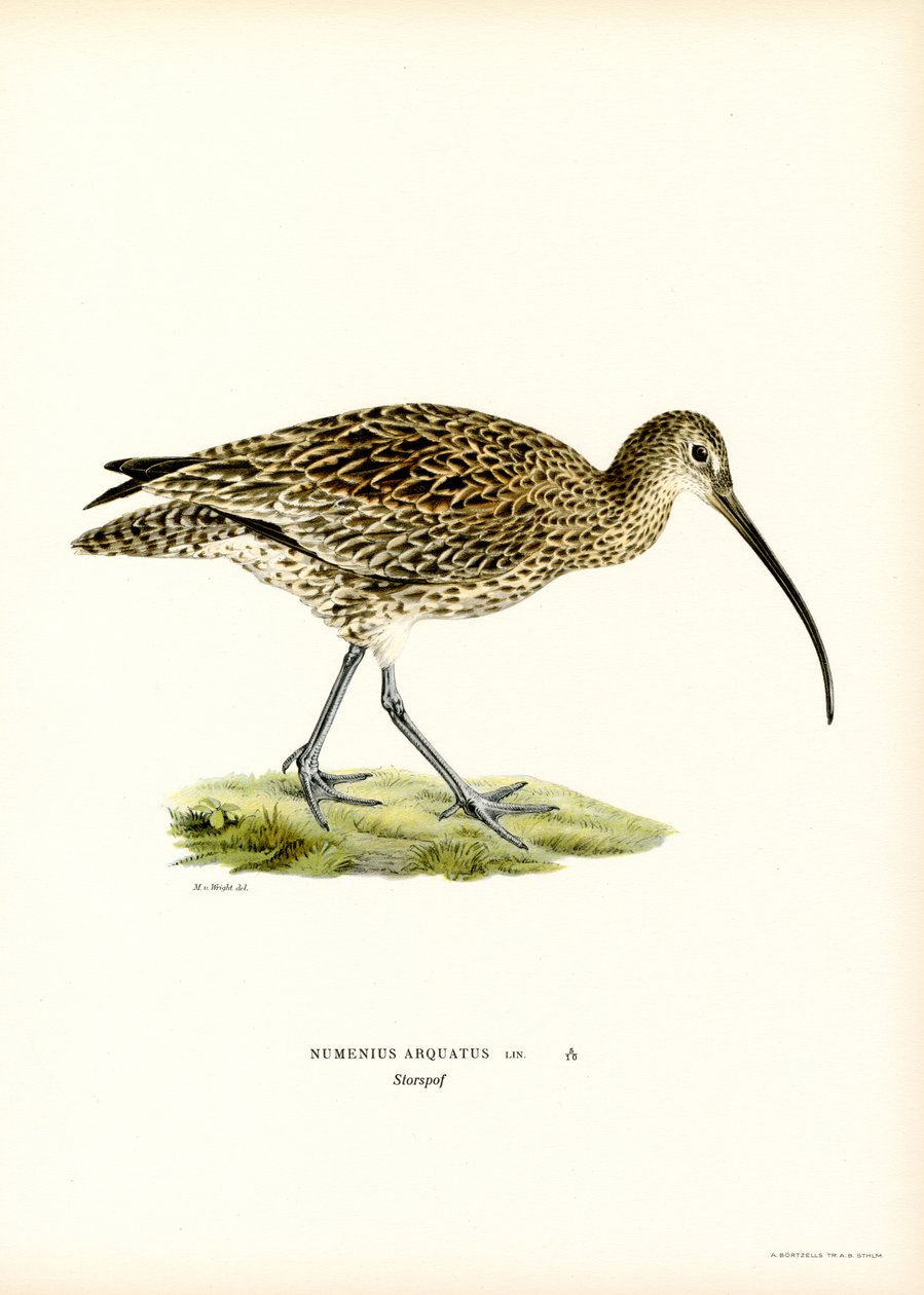 Großer Brachvogel von Magnus Ferdinand and Wilhelm von Wright