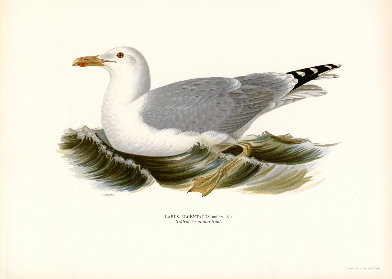 Europäische Silbermöwe (Farblithographie) von Magnus Ferdinand and Wilhelm von Wright