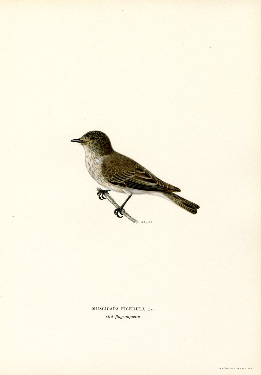 Grauschnäpper (Farblithographie) von Magnus Ferdinand and Wilhelm von Wright