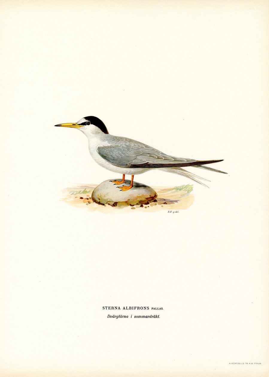 Zwergseeschwalbe von Magnus Ferdinand and Wilhelm von Wright